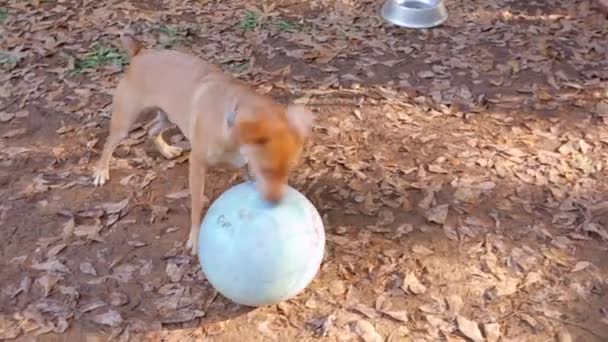 Brincalhão Pequeno Cão Marrom Bonito Hilariantemente Ataca Grande Bola Borracha — Vídeo de Stock