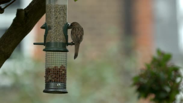 Alimentar Los Pájaros Hambrientos Jardín Vista Cerca — Vídeos de Stock