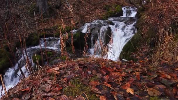 Folha Musgo Coberto Chão Floresta Frente Uma Cachoeira Falls Creek — Vídeo de Stock