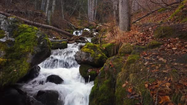 Sonbaharın Sonlarında Anchorage Alaska Yakınlarındaki Chugach Eyalet Parkında Yosun Kaplı — Stok video