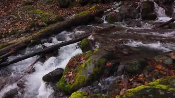 Air Mengalir Atas Lumut Yang Menutupi Bebatuan Dan Jatuh Pohon — Stok Video