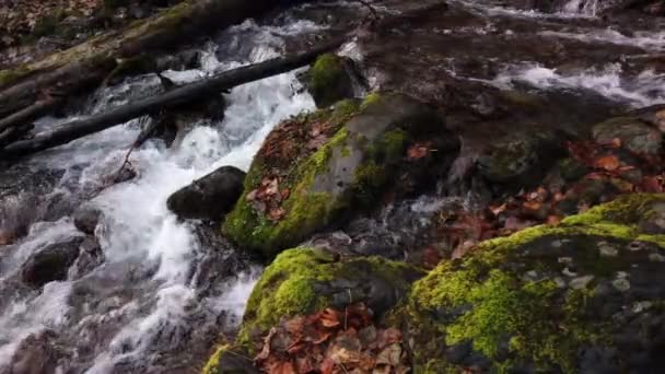 Slow Motion Footage Water Cascading Moss Covered Rocks Fallen Trees — Stock Video