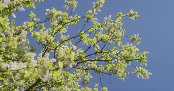 하늘을 벚나무의 꽃피는 — 비디오
