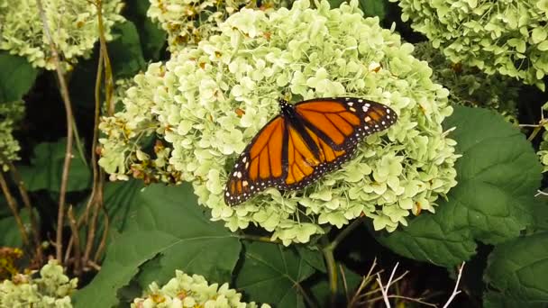Farfalla Slow Motion Medio Colpo Testa Sulla Pianta Verde Due — Video Stock