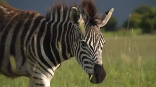 Zbliżenie Follow Shot Zebra Face Walking South African Grassland Savanna — Wideo stockowe