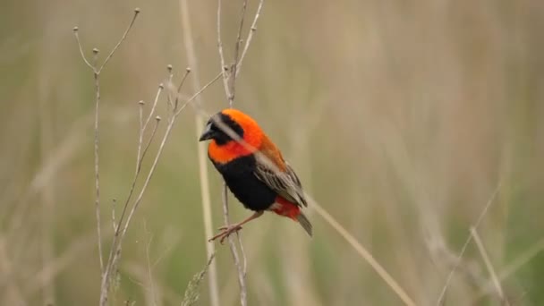 Male Red Bishop Bird Perches Dried Plant Waving Grass Flies — Stok Video