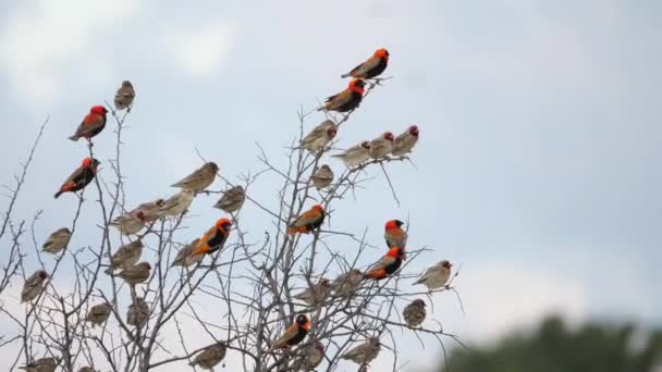 面白い木の枝が群がっている鳥の群れがたくさん飛んでいます — ストック動画