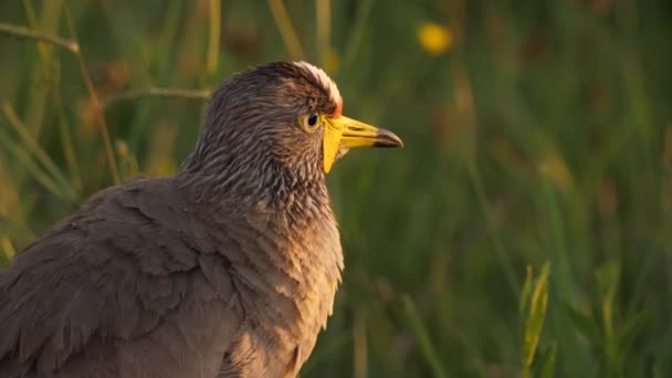 Africano Wattled Lapwing Bird Vanellus Senegallus Golden Hour Perfil Primer — Vídeos de Stock