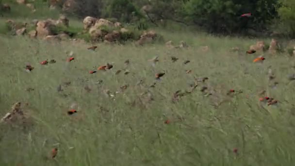Flock Röd Fakturerade Quelea Och Röd Biskop Fåglar Flyga Gräs — Stockvideo