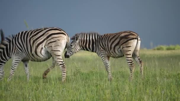 Baby Zebra Diande Mor Bakifrån Och Knottrig Gräsbevuxen Slätt — Stockvideo