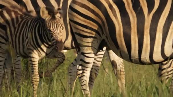 Baby Zebra Säugt Milch Hinter Mutter Und Schüttelt Mähne Zur — Stockvideo