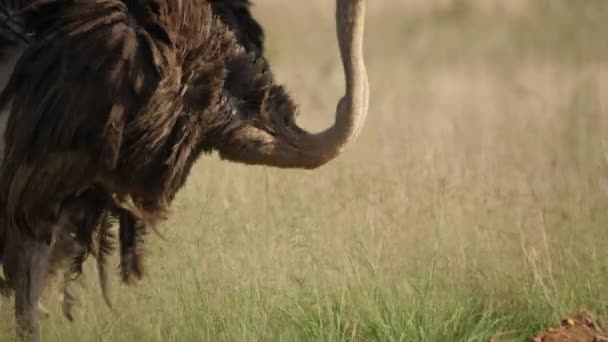 Alarmglocken Für Gefährliches Essen Afrikanischen Grasland Nach Dem Kopf — Stockvideo