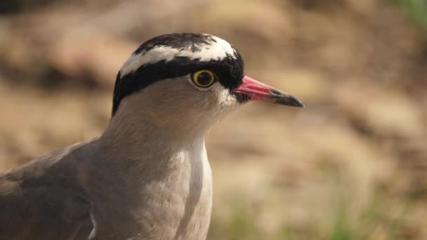 Closeup Head Crowned Lapwing Bird Vanellus Coronatus Profil View — Stock video