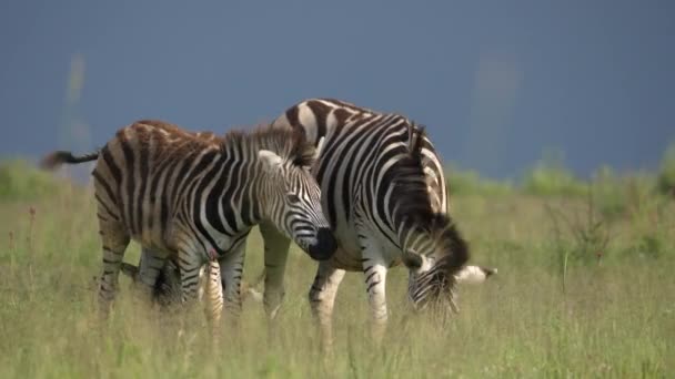 Due Zebre Stanno Insieme Scuotendo Criniere Pascolo Nella Savana Delle — Video Stock