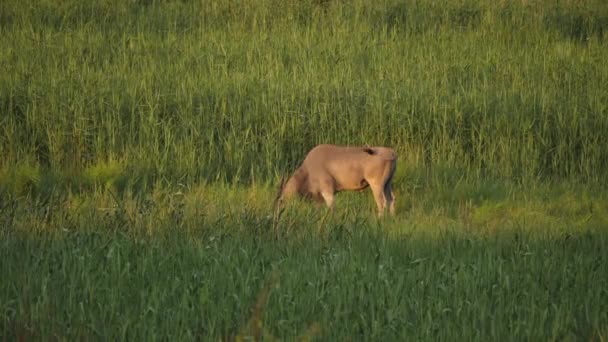 Common Eland Taurotragus Oryx Pastviny Svěží Trávě Zlaté Hodině Široký — Stock video