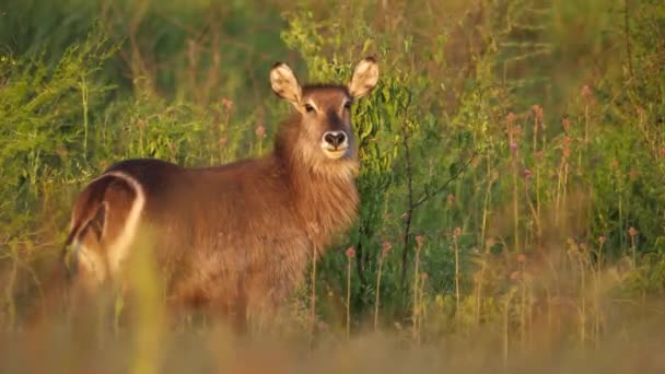 Wasserbock Blickt Kamera Und Wendet Sich Gebüsch Der Savannenlandschaft — Stockvideo