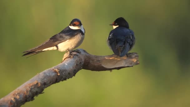 Due White Throated Swallows Perch Branch Con Soft Focus Sfondo — Video Stock