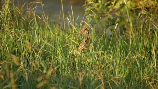 Red Bishop Bird Honil Pryč Přistání Red Billed Quelea Trávě — Stock video