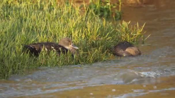 Afrikanska Black Duck Dabbling River Water Som Partner Lies Riverbank — Stockvideo