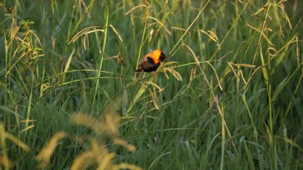 オレンジ男性赤いビショップ鳥は緑のリードグラスの植物から種子を食べる — ストック動画