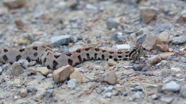 Western Pigmy Rattlesnake Sistrurus Miliarius Venomous North American Pit Viper — Stock Video