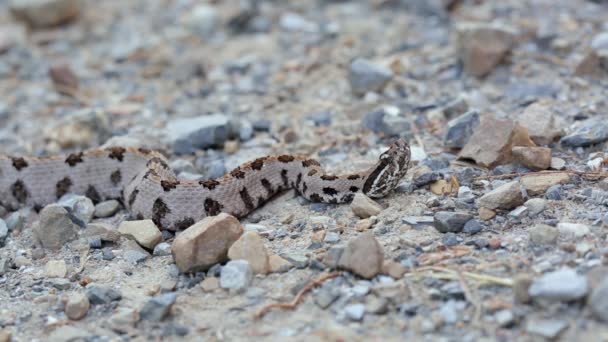 Een Westerse Rattlesnake Sistrurus Miliarius Een Giftige Noord Amerikaanse Pitviper — Stockvideo