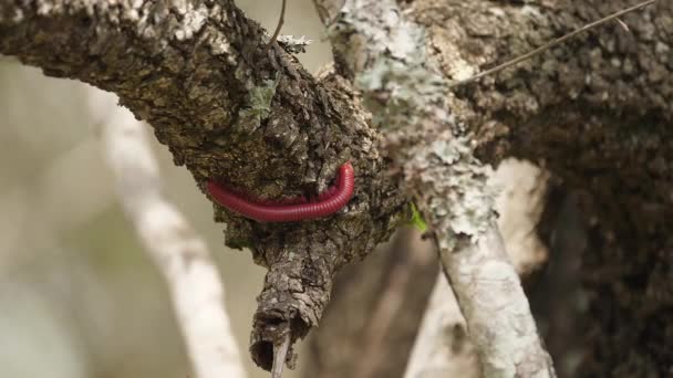 Segmented Red Millipede Explores Sunny Rough Bark Africa Tree Branch — Stock Video