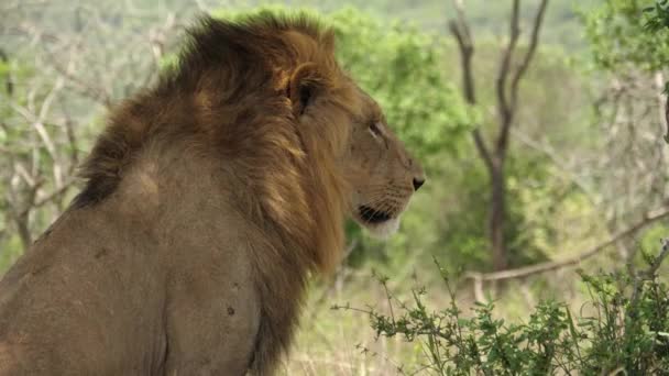 Perfil Majestuoso Macho León Africano Con Melena Negra Mirando Derecha — Vídeos de Stock