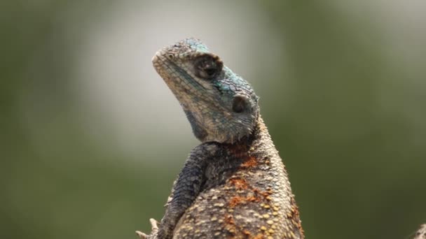 Gros Plan Légère Inclinaison Agama Lizard Perché Sur Branche Arbre — Video