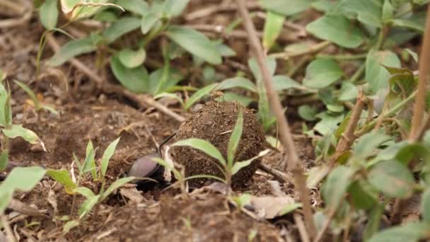 マクロ 糞のボールを埋めるために柔らかいアフリカの土壌中の糞ビートル掘り穴 — ストック動画
