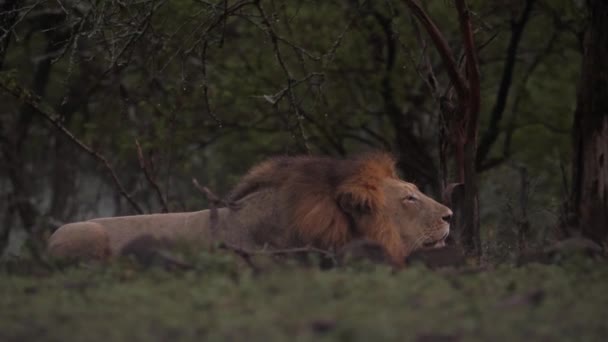 Male African Lion Roars Flat Evening Light Looks Camera — Stock Video