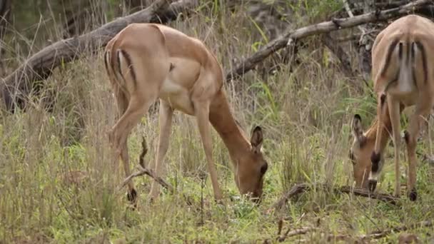 Antilopi Impala Femminili Mangiano Erba Verde Alta Fresca Sulla Savana — Video Stock