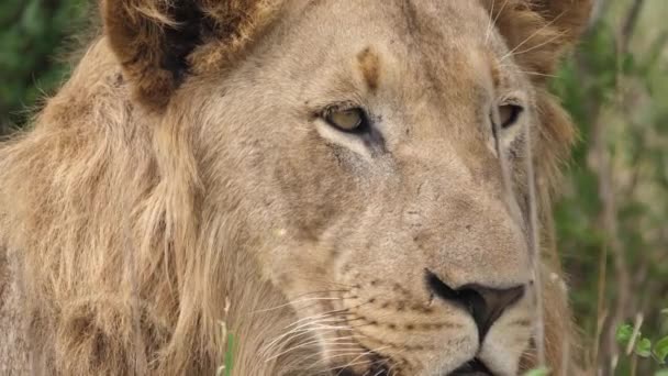 Extrémní Detailní Záběr Mužského Afrického Lva Tvář Když Mrkne Dostane — Stock video
