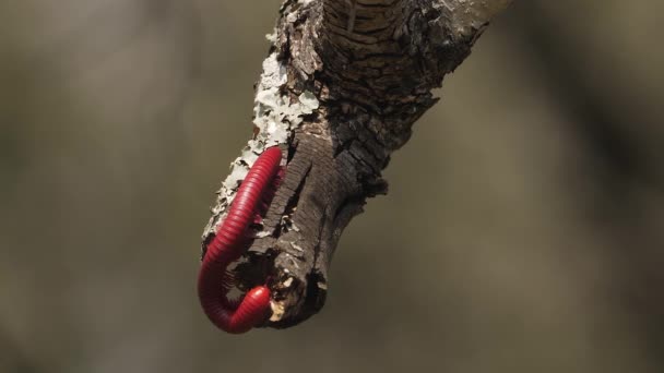 Κόκκινο Millipede Σέρνεται Στο Κλαδί Δέντρο Κλείστε Μακροεντολή Στο Όμορφο — Αρχείο Βίντεο