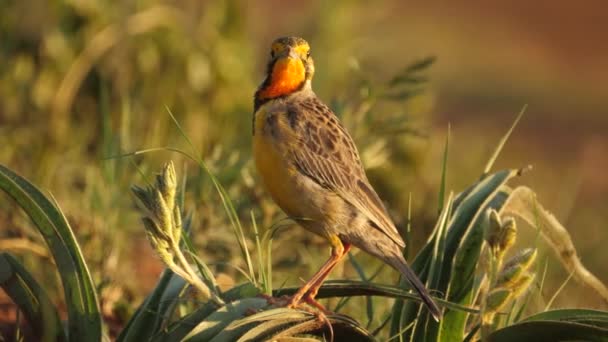 Chirridos Cortos Pájaro Garganta Naranja Pájaro Cabo Longclaw Macronyx Capensis — Vídeos de Stock