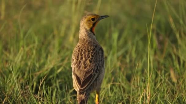 Przylądek Longclaw Ptak Ruffles Pióra Strugi Przez Trawę Widok Tyłu — Wideo stockowe
