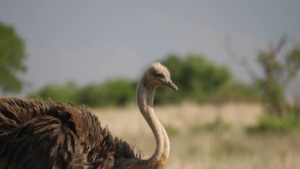 Tilt Omhoog Omlaag Struisvogel Hoofd Eten Van Gras Afrikaanse Wildernis — Stockvideo