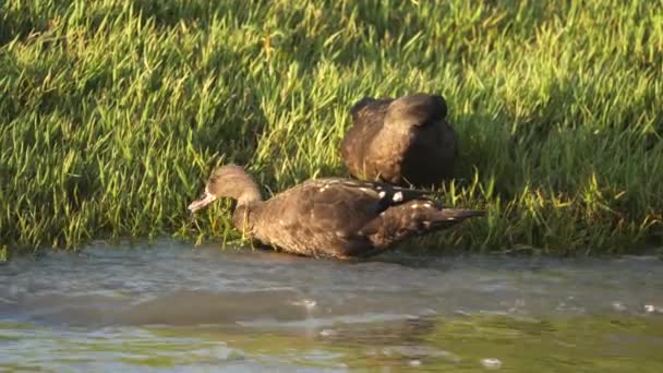 Dwie Czarne Kaczki Afrykańskie Drink Preen Grass Wzdłuż Rzeki Golden — Wideo stockowe
