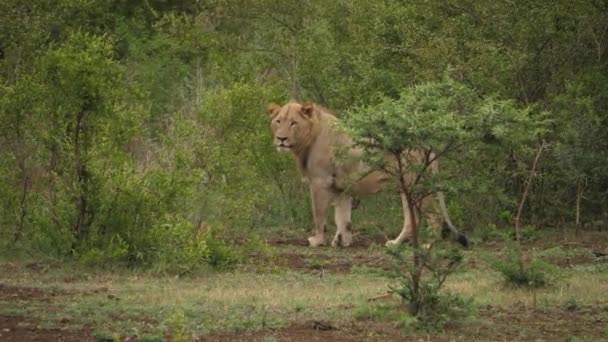 Leul Sex Masculin Uită Jurul Valorii Verdeață Savanna Întinde Jos — Videoclip de stoc