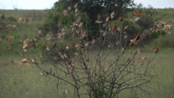 Bird Flock Perching Crowded Bare Tree Perlahan Lahan Fly Away — Stok Video