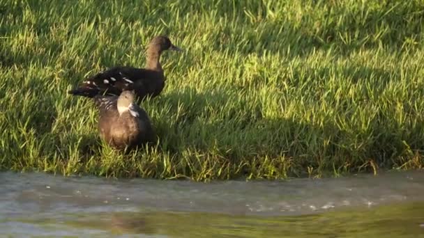 Dua Ducks Hitam Afrika Stand Dig Grass River Dengan Copy — Stok Video