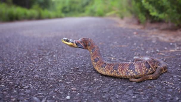 Wschodni Wąż Hognose Heterodon Platirhinos Północnoamerykański Wąż Reagujący Postrzegane Zagrożenie — Wideo stockowe