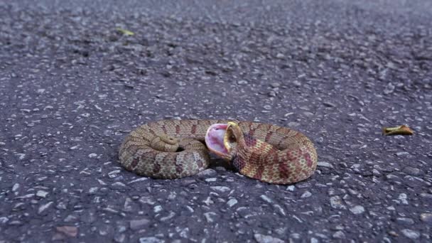 Średnie Zbliżenie Niskiego Kąta Strzału Wschodniego Węża Hognose Heterodon Platirhinos — Wideo stockowe