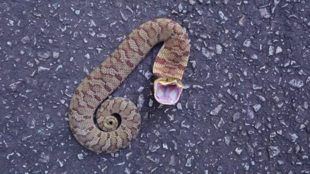 Medium Närbild Tittar Ner Eastern Hognose Orm Heterodon Platirhinos Som — Stockvideo