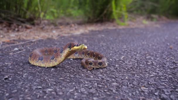 Östlig Hognose Orm Heterodon Plattirhinos Nordamerikansk Orm Reagerar Upplevd Hot — Stockvideo