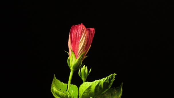 Red Hibiscus Rosa Sinensis Time Lapse Floral Bloom Black Background — Vídeo de Stock
