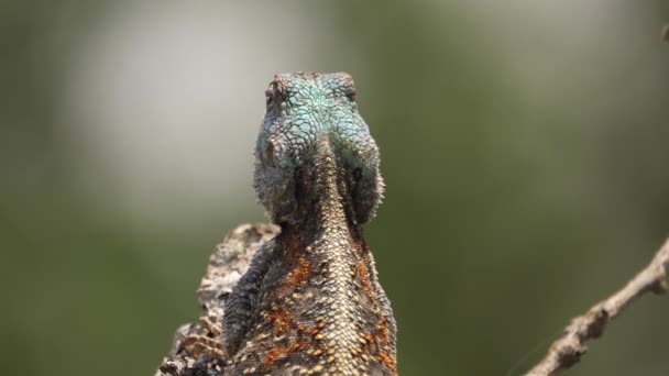 Cerca Lagarto Árbol Agama Cabeza Azul Golpea Los Insectos Pero — Vídeos de Stock