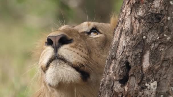 Крупный План Самца Африканского Льва Гривой Смотрящего Ветви Деревьев — стоковое видео