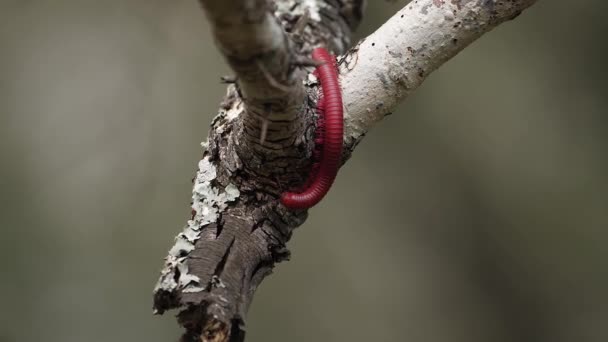 Macro Stunning Segented Red Millipede Досліджує Кінець Гілки Дерев — стокове відео