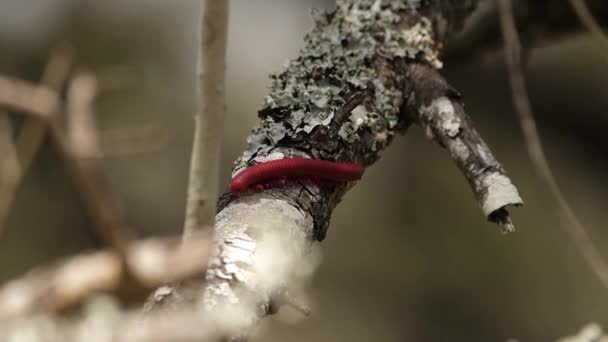Επιλεκτική Εστίαση Μακροεντολή Red Millipede Σέρνεται Κατά Μήκος Ηλιόλουστο Δέντρο — Αρχείο Βίντεο